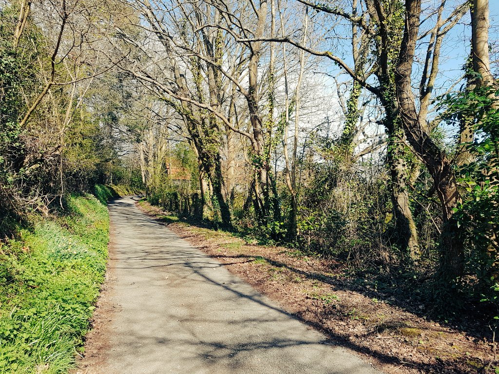 catecawley's tweet image. Along the lane, along the path, wild #daffodils and celandines #spring #flowers #nature #photography #trees
