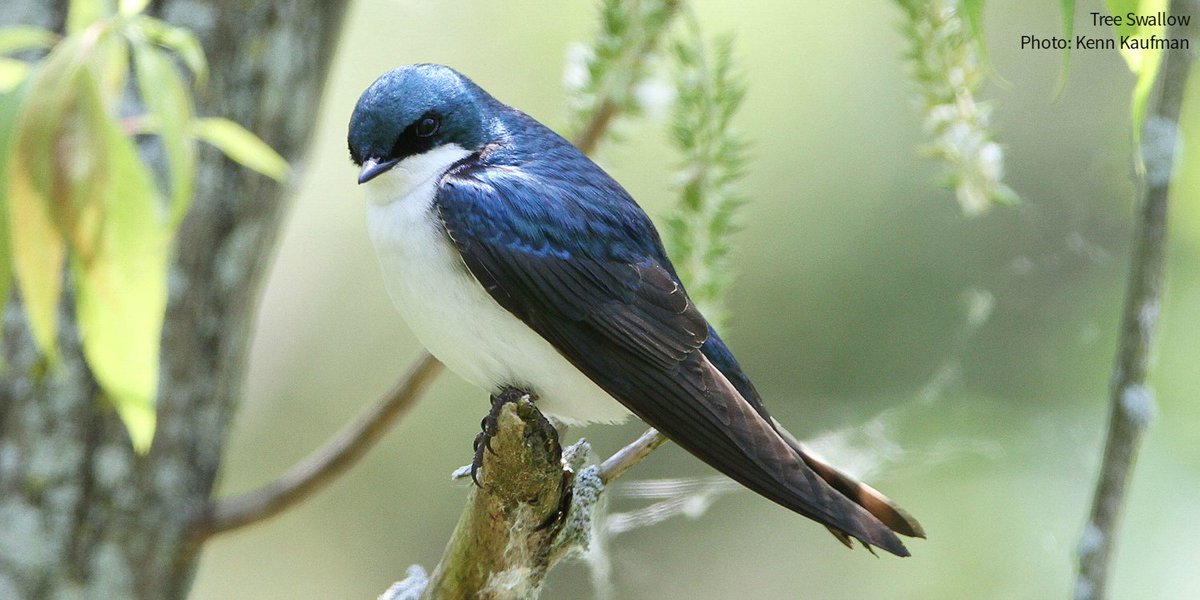 audubonsociety's tweet photo. Will unseasonably warm temperatures lead to an unusually early spring migration? The answer is... complicated. https://t.co/y4Pke7JMMX https://t.co/FM2jAs2Gh7