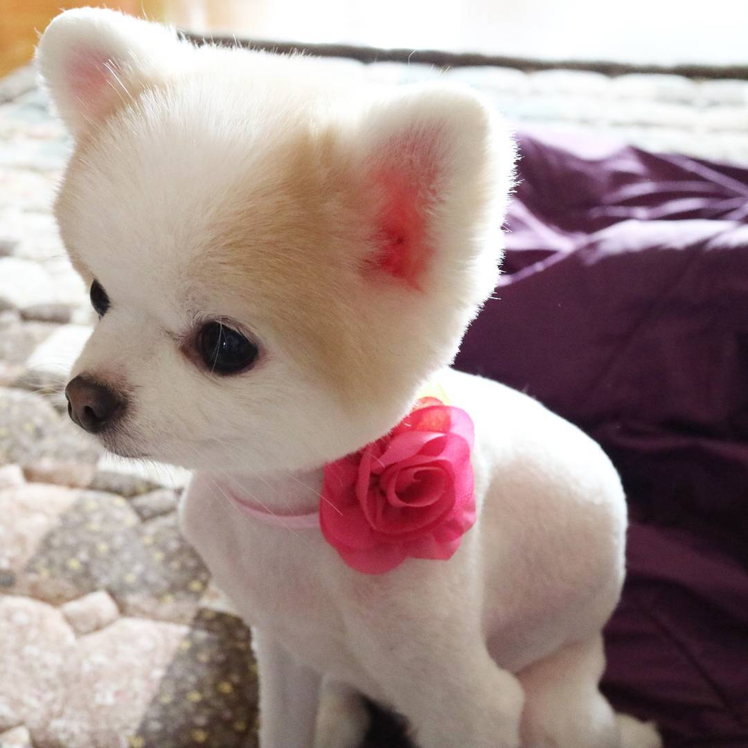 hsyspace's tweet photo. [INSTAGRAM] 170327: Puri with a flower #dog #pomeranian #partycolor https://t.co/At8fsYZL7V