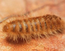 Pestokil1's tweet photo. For Carpet Beetle Control and Removal contact us today. #pestcontrol #CarpetBeetleremoval #CarpetBeetlecontrol
https://t.co/StE7KaW14F https://t.co/hQnoNRcKML