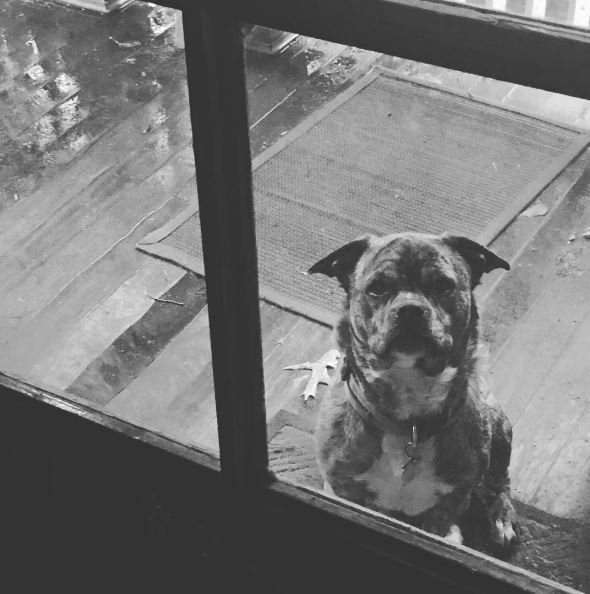 Rainy-day Meatball, aka #mariothebullshit
See sitsessions.com for more of the littlest king, from @anjashoots (I took this one tho)