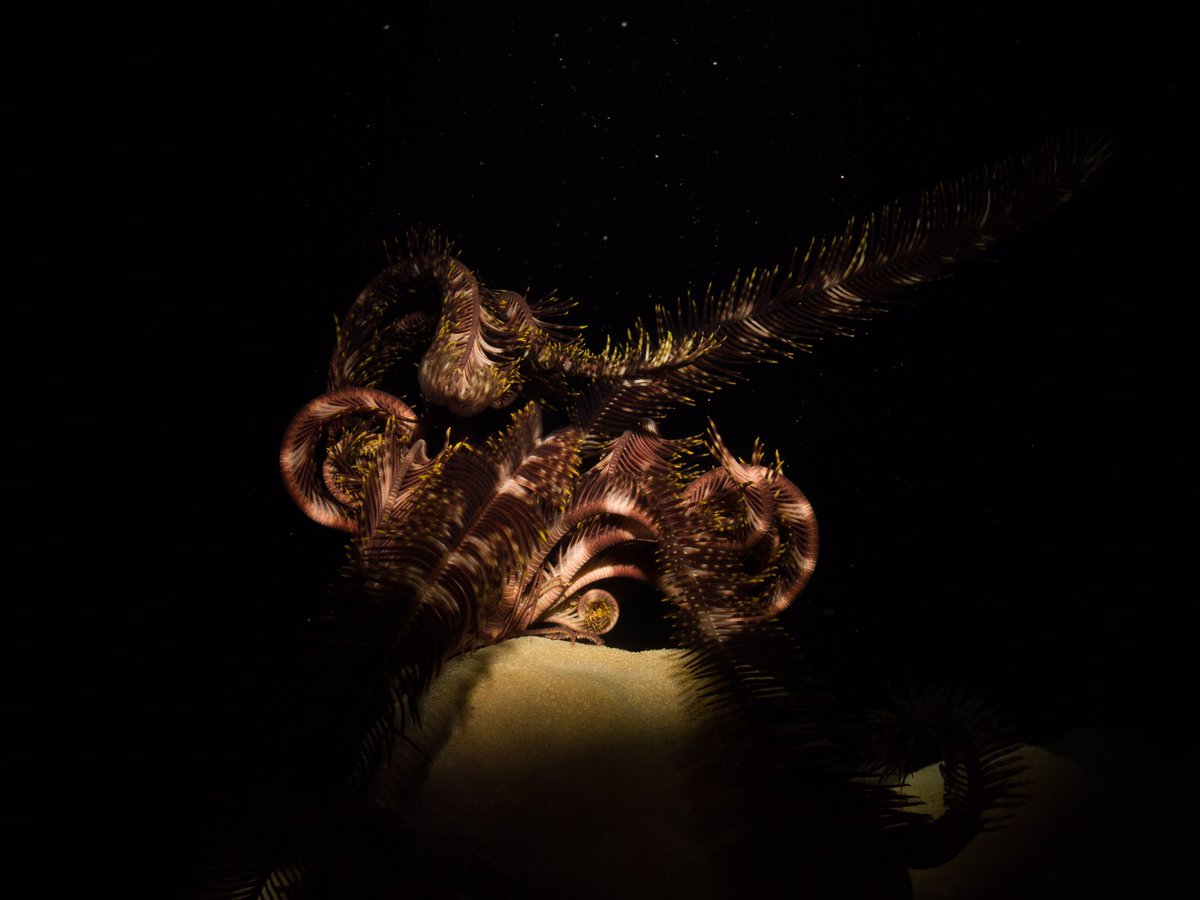 DYK you can put hreflang either in the HTML, HTTP header, or the sitemap? It doesn't matter where it is as long as it's correct