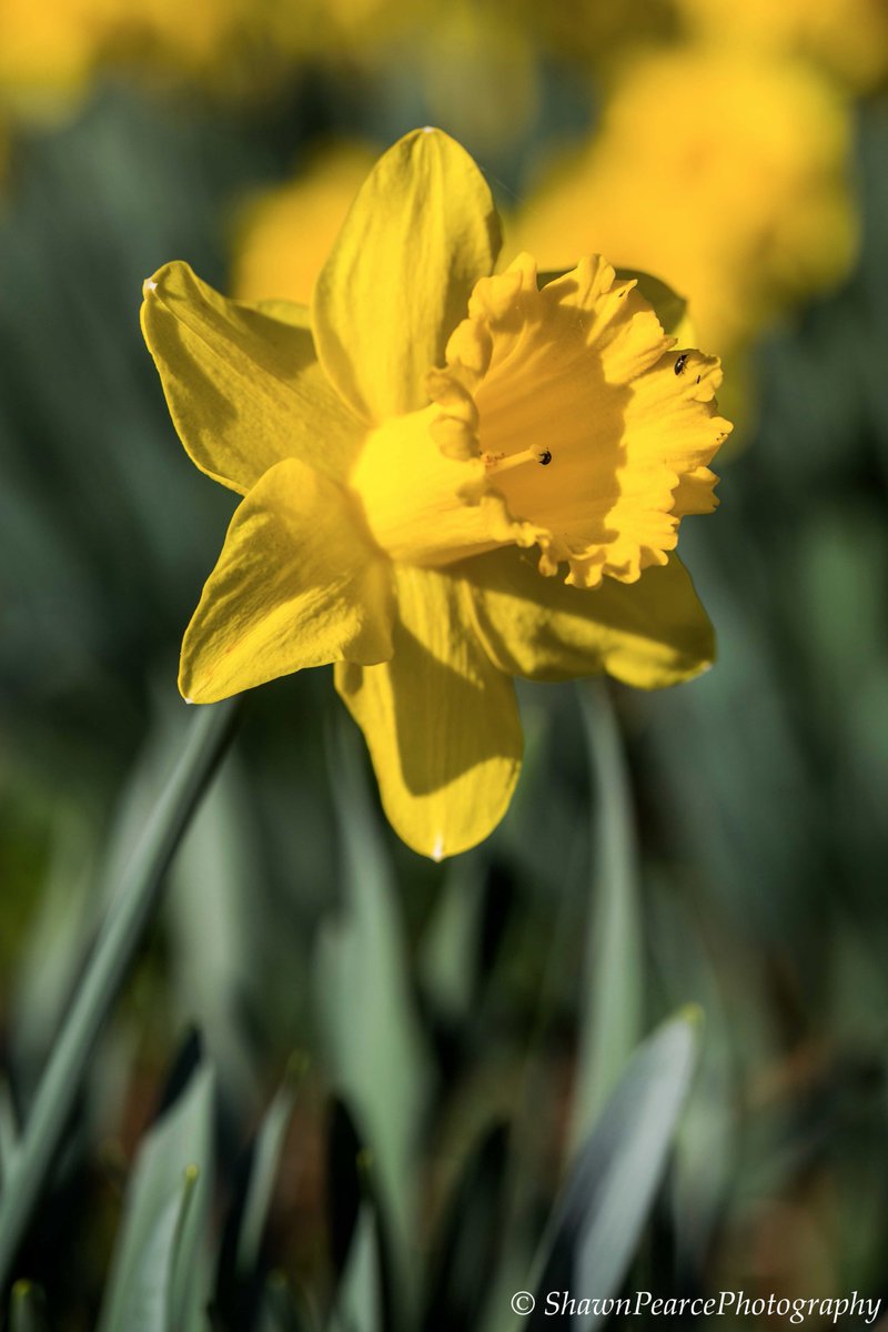 spearcephotos's tweet photo. #daffodils #nowtonpark #burystedmunds #suffolk @VisitBuryStEds #WexMondays @Eastmagazines @UniquelyMag #flowers @suffolkmag @suffolk_tourism https://t.co/1nkZmPcNw2