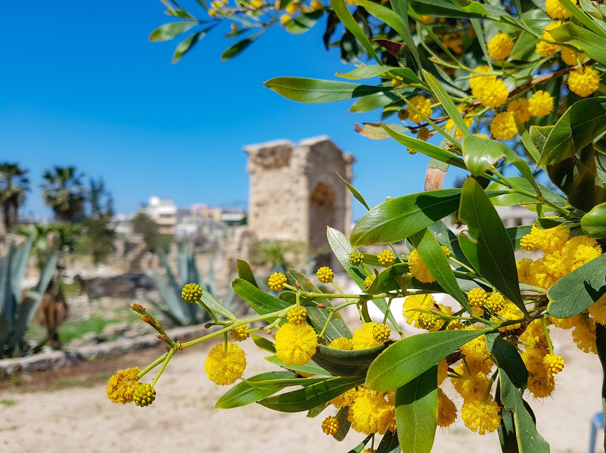 lorenzoborgia's tweet photo. #ruins #ancientrome #archeo #archeology #tyr #tyre #lebanon #History  #archeologia #tiro #libano
#ilovelebanon #mediyerranen #sea #unesco https://t.co/T1GhhKgAAZ
