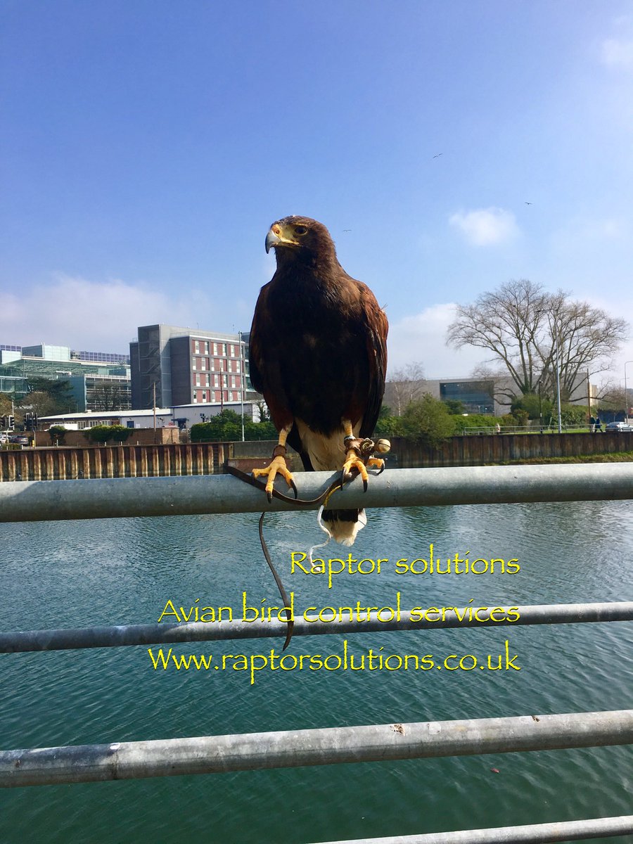 RaptorSolution2's tweet photo. Cybil busy chasing gulls on the stour in Ipswich @RaptorSolution2 @LavenhamFalcon https://t.co/0kYOdTdl2L
