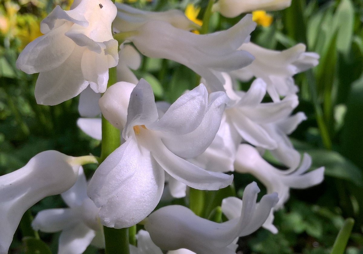 RealBurnHard's tweet photo. Bright white sight.
#Hyacinth #BrightWhite #Spring #SpringItIs #SpringIsHere #SpringBling #FlowePower #RealLifeRealness #JustTheBest https://t.co/la07nXN3uA