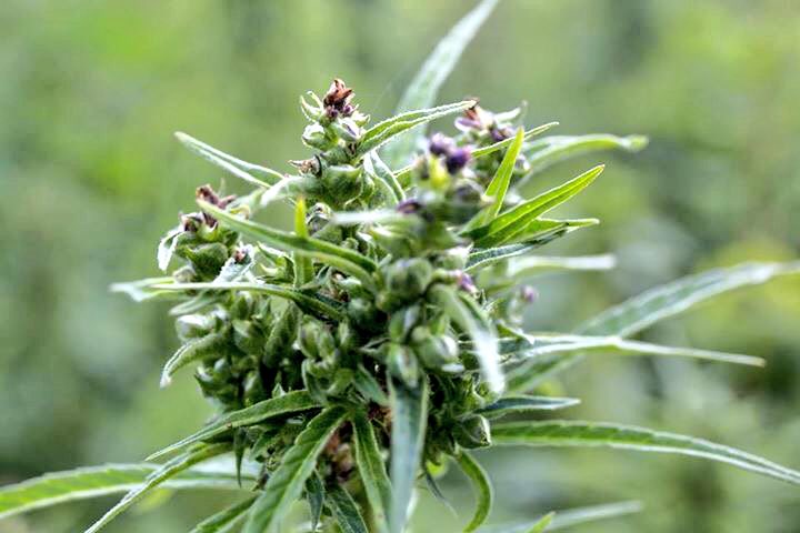 HempFarmLab's tweet photo. #canapacampana è #agricolturasostenibile #filieracorta #canapa #MadeInItaly #amore #rispetto verso #natura e #ambiente #hemprevolution https://t.co/c5EVfAamam