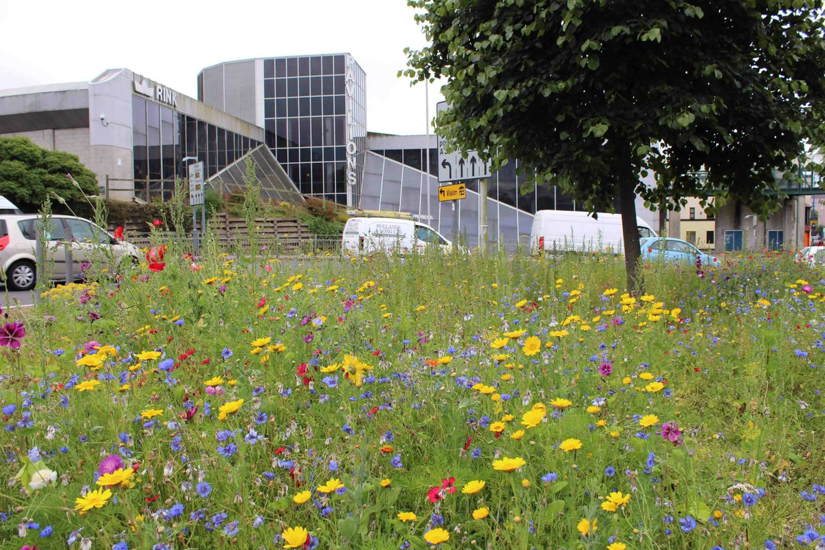 More wonderful wildflowers for #Plymouth! buglife.org.uk/news-&-events/… #UrbanBuzz