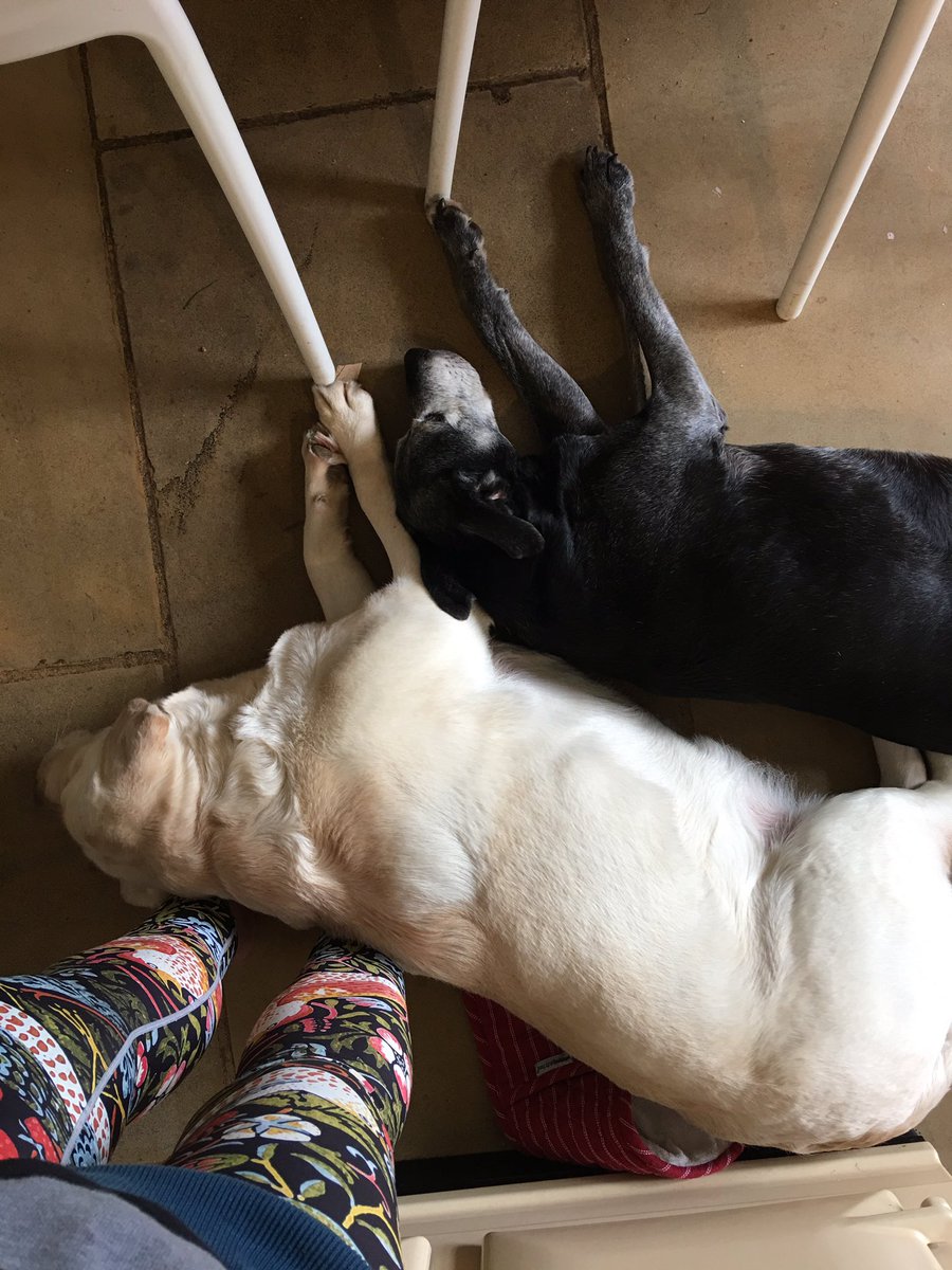 Can't possibly do anything else today ... my feet are needed as a pillow 😂 #labrador #packleader