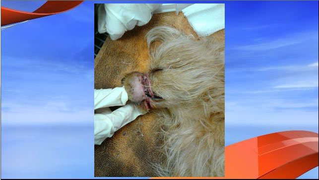 GaryDetmanNews's tweet photo. #prayforpixie Yorkie mix puppy found in #WestPalmBeach with mouth tied shut. @CBS12 https://t.co/KmXPVpegPr https://t.co/eOSm3GeXDh