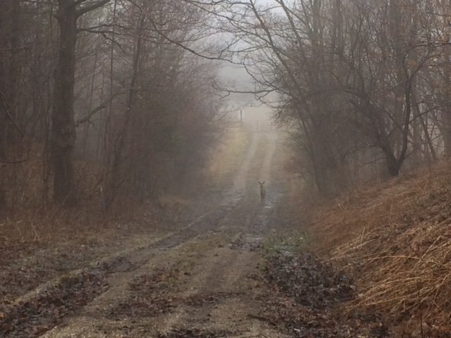 KCETrust's tweet photo. Back lane visitors @KettleCreekCA  Can you see 2? #mistymorning #lovemywatershed #danpatterson https://t.co/RHo92Onlfi