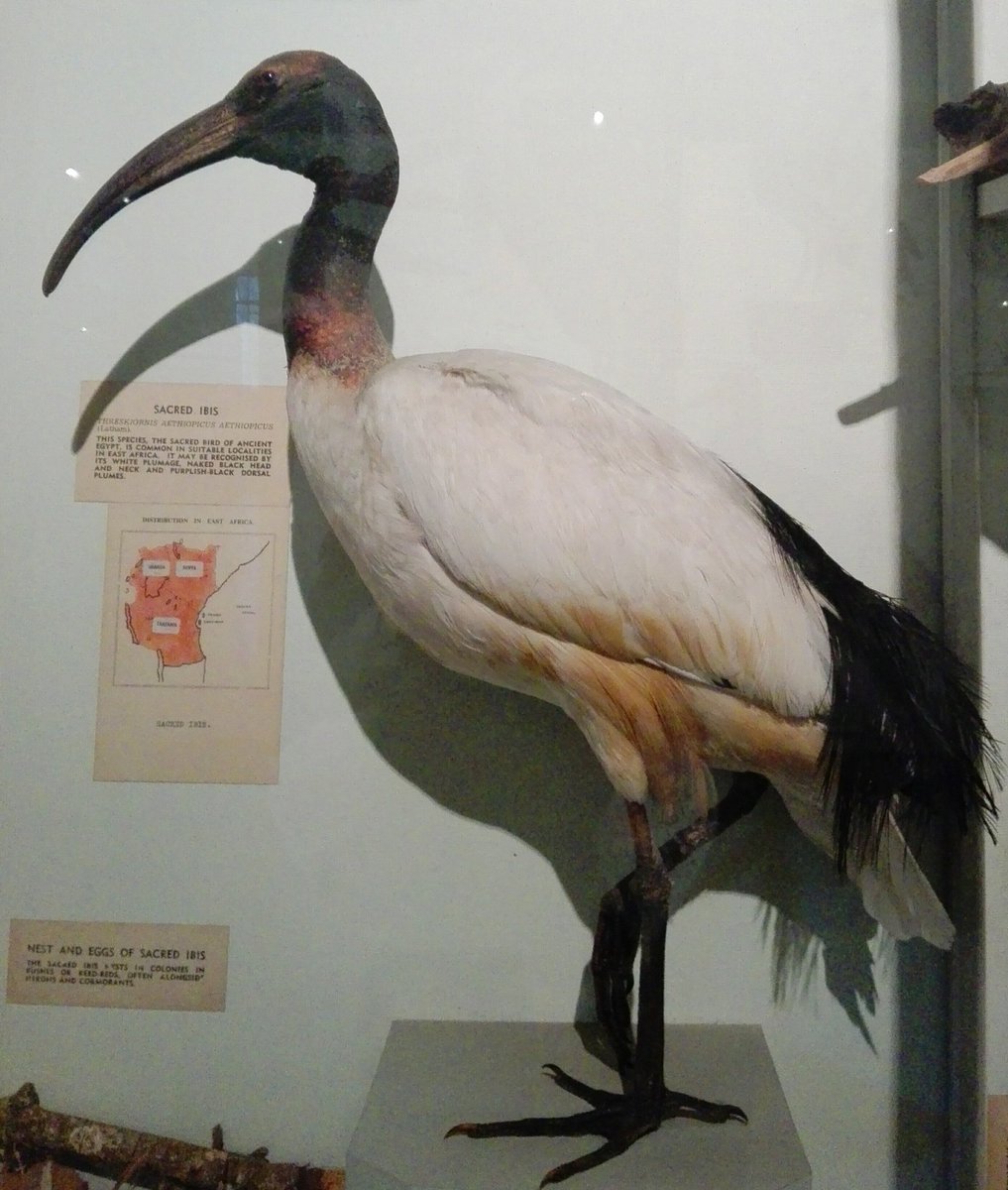 #MyHeritageOfSplendor
Common Name: The African Sacred Ibis
Scientific Name: Threskiornis aethiopicus
Facts about the African Sacred Ibis