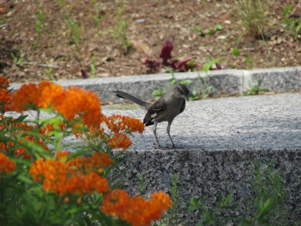 millriverpark's tweet photo. Bird of the day! Northern Mockingbird #millriverpark #birdsofmillriver #birding #Stamford #nature https://t.co/ZGLoXsxeZE