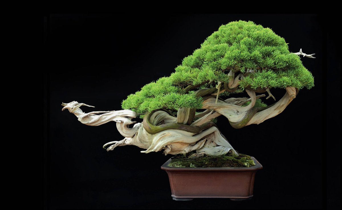 LiveYesAnd's tweet photo. New blog post is up! "I am the Bonsai. I am the tree..."  #liveyesand #bonsai #growth #patience https://t.co/pkU2xODidt https://t.co/p6gCrZVbtq