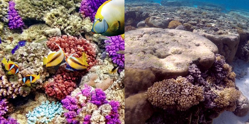 BusinessInsider's tweet photo. Devastating photos show how much the Great Barrier Reef has changed over the last 20 years https://t.co/SgBxGCPqbi https://t.co/YaGYupGTps