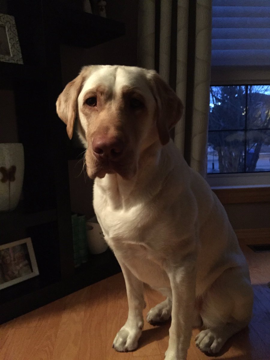 Jeffrey Huzel (@stretchwpg) on Twitter photo Happy 2nd birthday to my boy #themurph. Happy 2nd birthday to my boy #themurph.