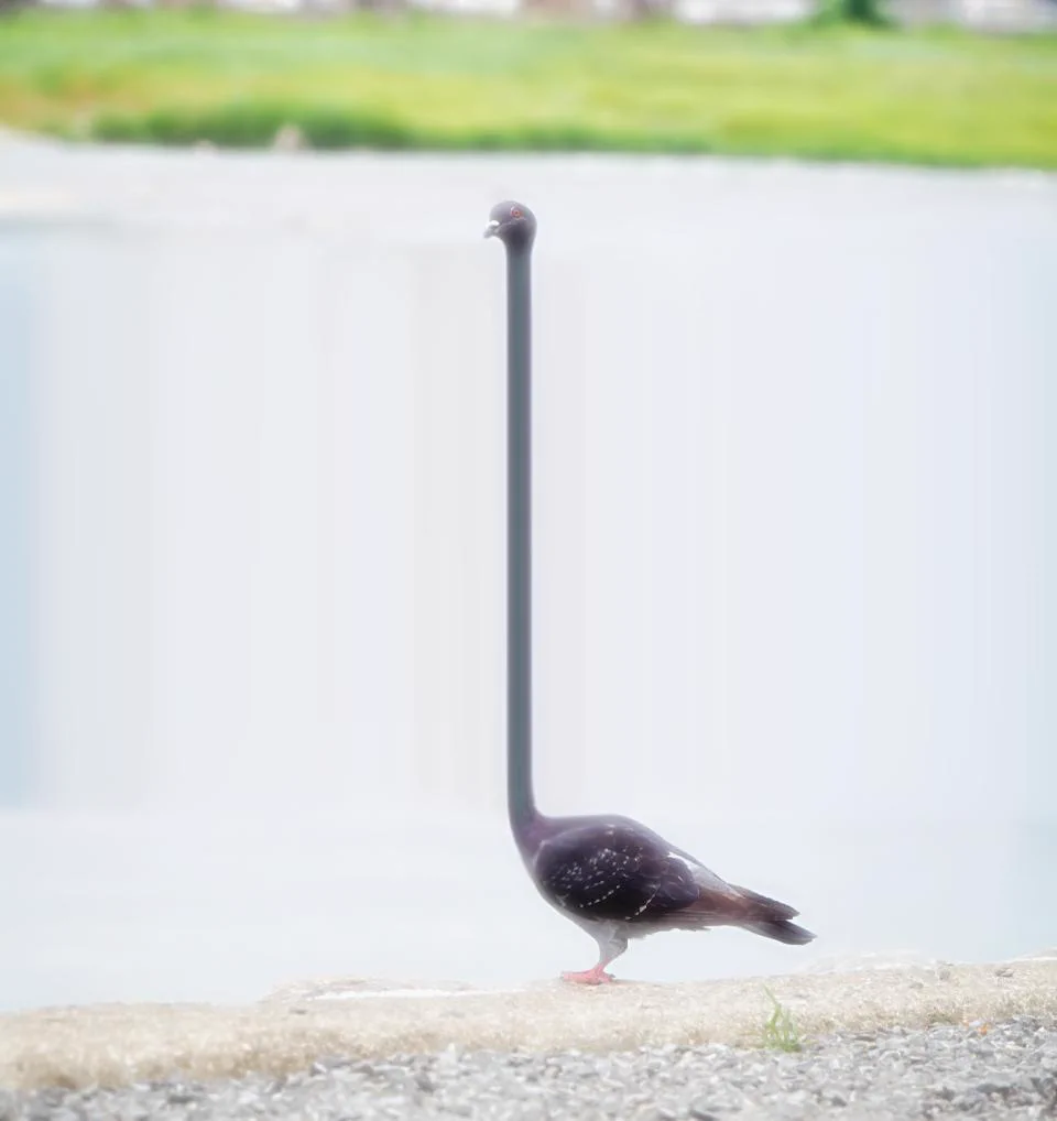 空間歪みすぎィwカメラの美脚機能を使って鳩を撮影するとこうなりますwww