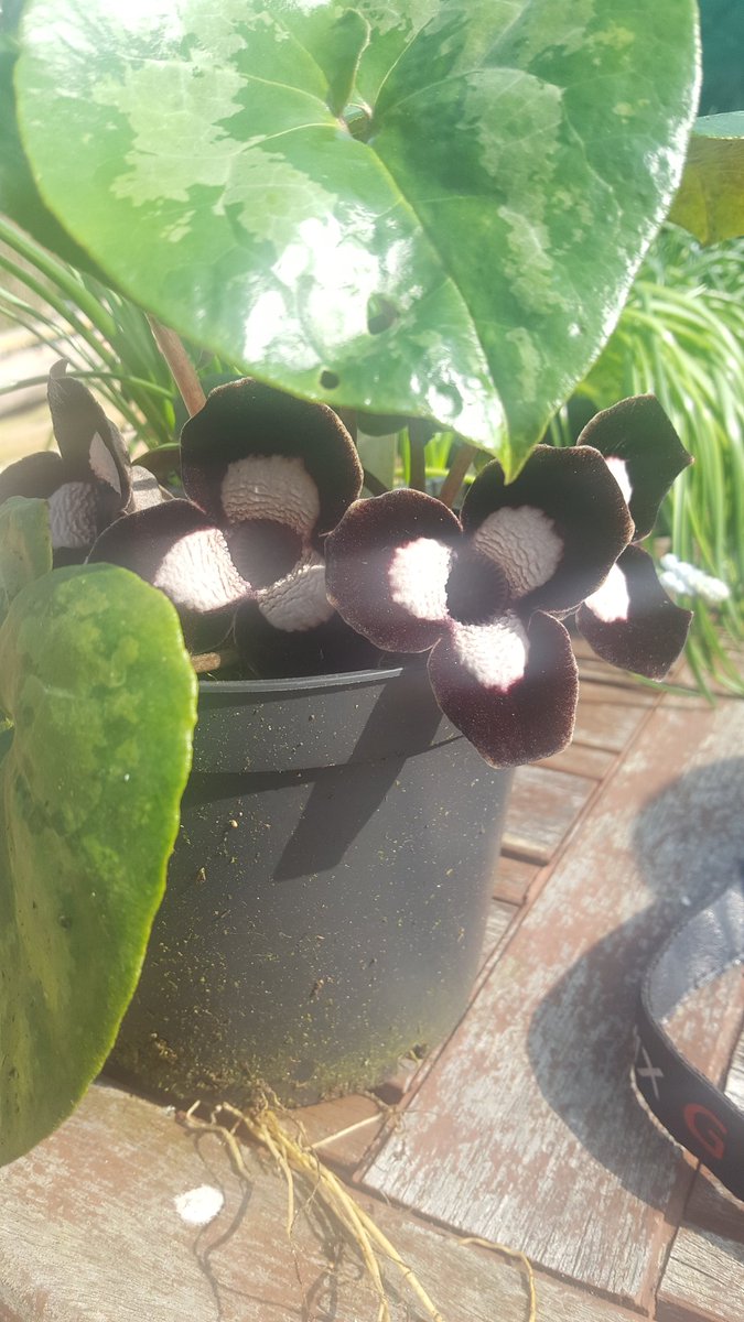 decoynursery's tweet photo. #Asarum 'Giant' panda like flowers https://t.co/4YPciVQmhL