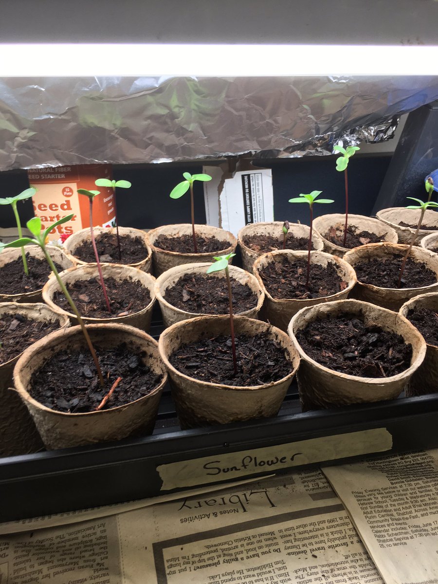 NHSBeesAndLove's tweet photo. The sunflowers have doubled in size and we may have to transplant them sooner then we thought!!! https://t.co/EpL6LGAMVa