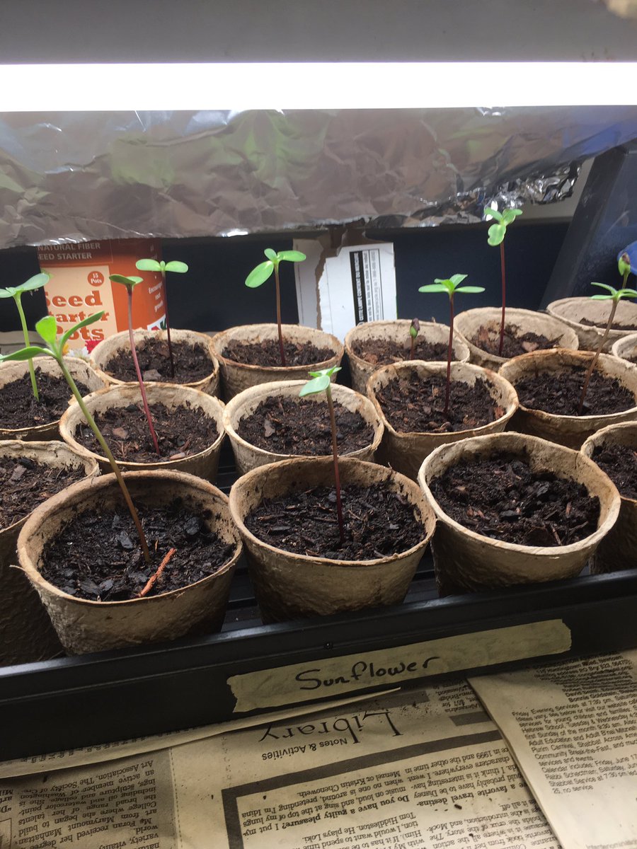 NHSBeesAndLove's tweet photo. The sunflowers have doubled in size and we may have to transplant them sooner then we thought!!! https://t.co/EpL6LGAMVa