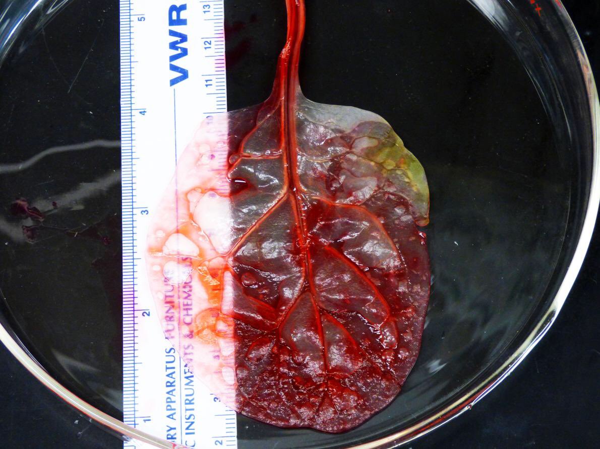 MikeLoBurgio's tweet photo. #toocool
Scientists Transform #SpinachLeaf Into Beating Human #HeartTissue https://t.co/NxWLo6A8z4 @CDCgov https://t.co/eeczw7QutV
