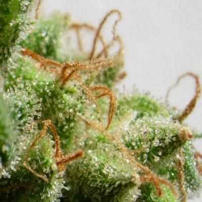 WorldOfSeeds's tweet photo. #Kilimanjaro  100% #sativa #pureorigincollection #landraces https://t.co/UQ1pMPIXUS