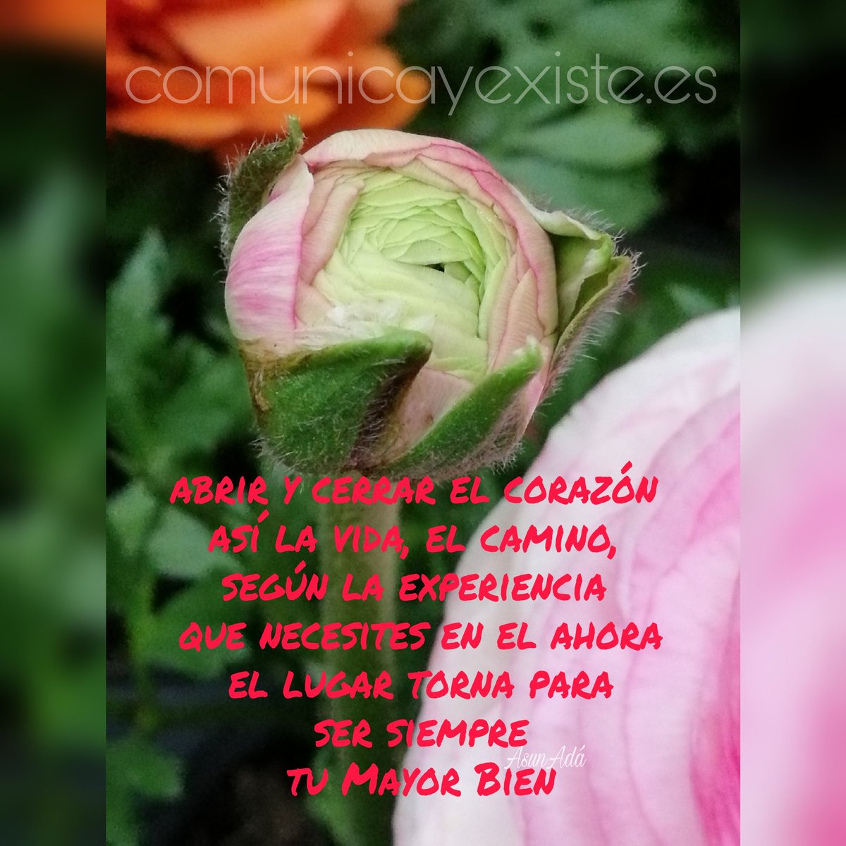 comunicayexiste's tweet photo. Abrir y cerrar el corazón y el avance del camino #agradecida #photography  #comunicayexiste #asunada https://t.co/TLKPAEzTuF