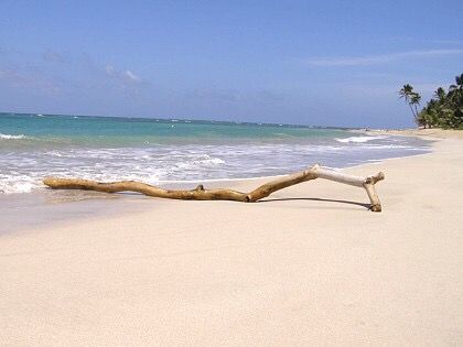 singles_tr_svc's tweet photo. Beautiful. #beachdreaming #driftwood https://t.co/OIAHXXe1SU