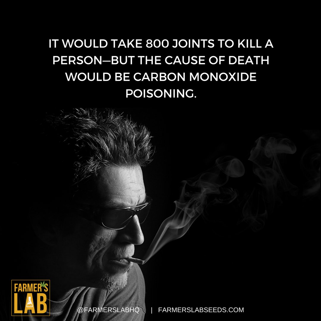 FarmersLabHQ's tweet image. #marijuana #cannabis #weed #mmj #medicalmarijuana