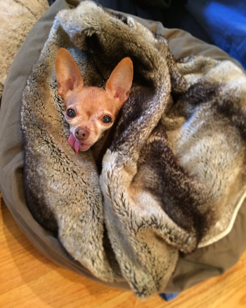Mervinchihuahua's tweet photo. Due to inclement weather, Monday has been canceled. #YoureWelcome https://t.co/jEpcCevePs