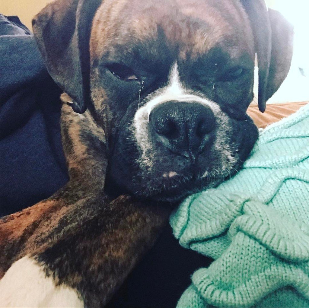 BuffaloveBoxers's tweet photo. Monday's got me like...#caseofthemodays  #boxersofinstagram #boxer #boxers #puppiesofinstagram #boxergram #dogsofin… https://t.co/5UoRBWEczA