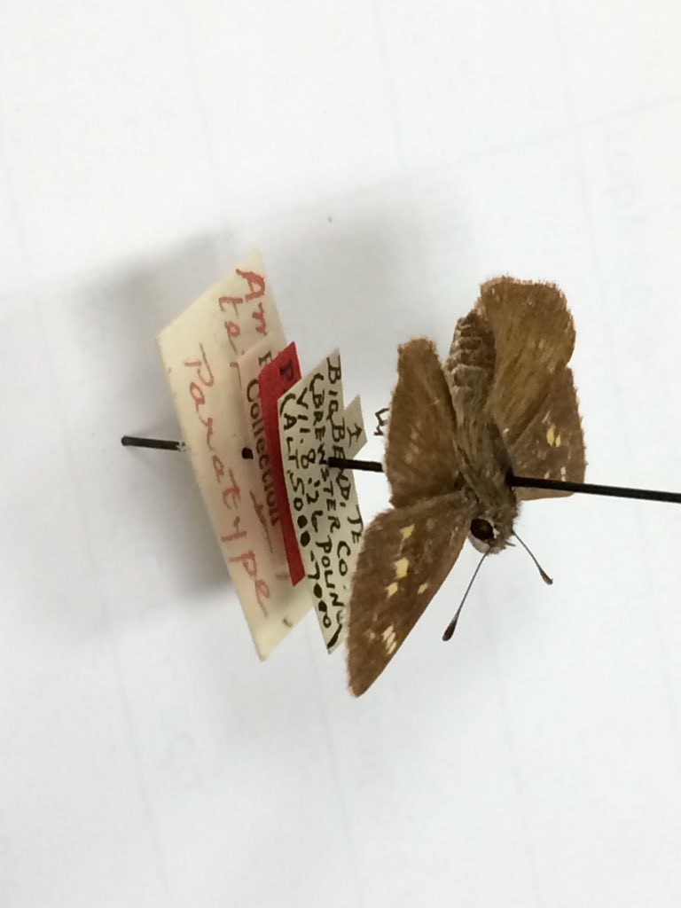 riley_gott's tweet photo. @OSUCatOSU @osuc_curator @AndyBugGuy https://t.co/NG0bCFoccF