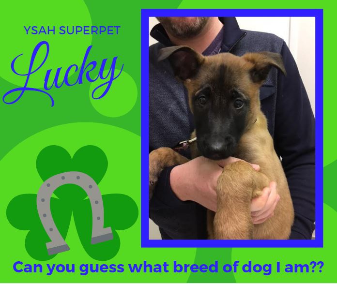 torontoanimaldr's tweet photo. #YSAH Superpet LUCKY! Can you Guess what breed she is? #dogsoftwitter #puppy #yongesheppardanimalhospital #veterinarian #torontoanimal https://t.co/XdqFG4cZZW