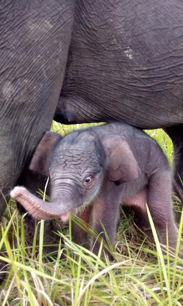 gajah26's tweet photo. new baby #elephant born to Dona, member of #ElephantResponseUnit in #WayKambasNationalPark #Sumatra next generation #patrol team https://t.co/AM908E1Q9a