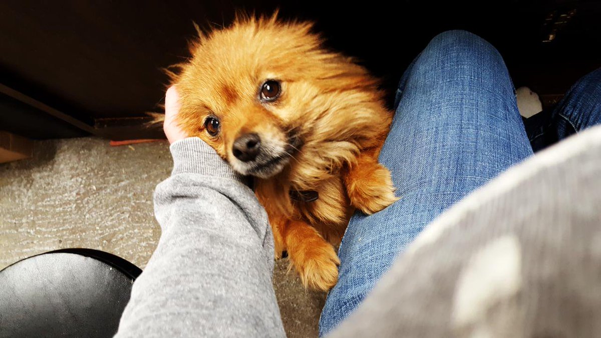 insideblitz58's tweet photo. I love you Rocky. Gonna miss him. I lost you to soon. https://t.co/XwjMZ0xOOU