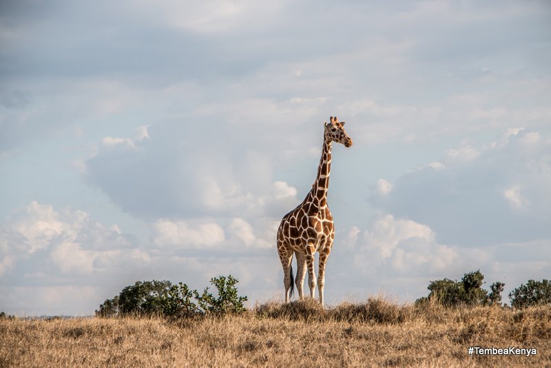 magicalkenya's tweet photo. Evenings at @OlPejeta Conservancy. #whyILoveKenya #TembeaKenya https://t.co/WiykbMdo5v