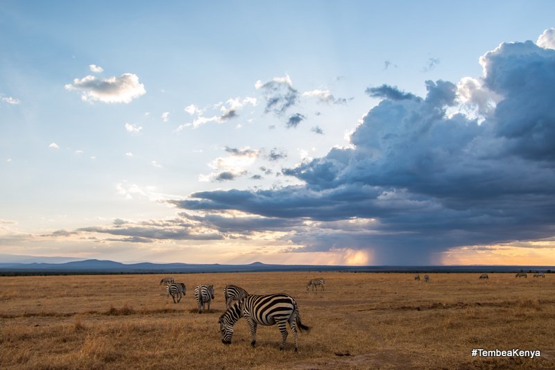 Evenings at <a href="/OlPejeta/">Ol Pejeta</a> Conservancy. #whyILoveKenya #TembeaKenya