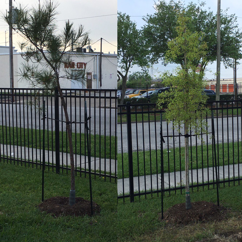 PineyElem's tweet image. Thank you #TreesForHouston, #Statoil, and #EnterpriseHoldings for our new trees.