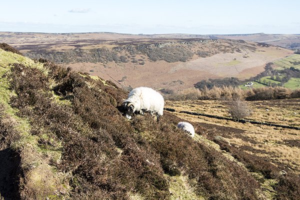 interestpeaked's tweet photo. Sheep on #winhill with #bamfordedge and #stanagedge in the background #Derbyshire #peakdistrict more here https://t.co/I4HY97nDWt https://t.co/dyKG4OlctX
