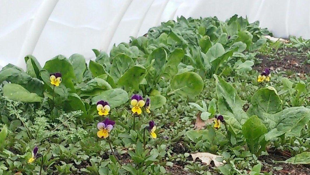 FreshMOWSC's tweet image. The growing season has begun! The rhubarb is leafing, the winter spinach is up, and a few Johnny-jump-ups appeared to brighten a gloomy day.