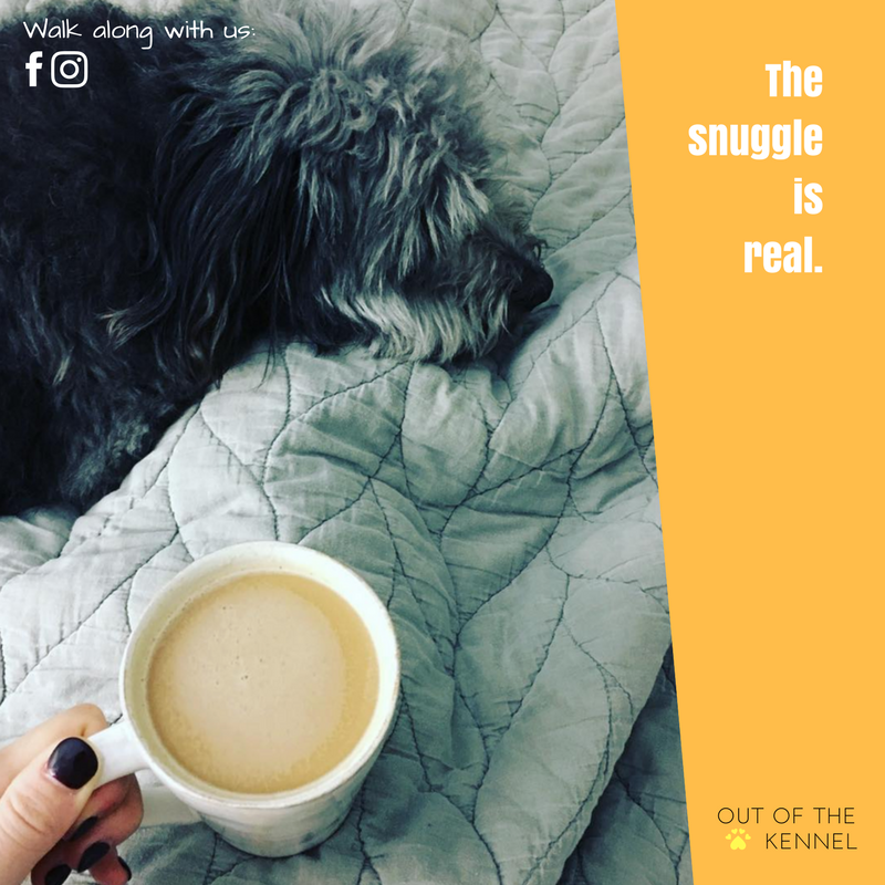 outofthekennel's tweet photo. The snuggle is real. #OOTK #Pupstagram https://t.co/wCq1uVooS9 https://t.co/0MPknrHnxr