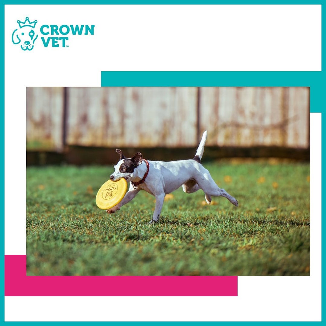 TheCrownVet's tweet photo. #crownvet #crownvetcuteness #ilovedogs #pawsome #doglovers #igpets #dailyfluff #petscorner #pawsome #furfriends #CuteAnimals  #petgoals https://t.co/hf0UyTmzb5