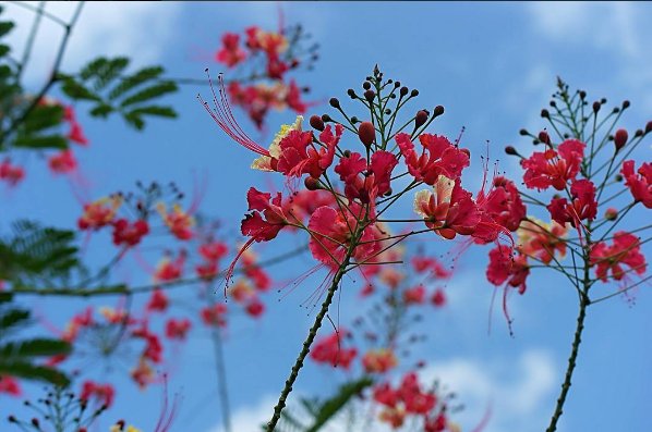 isl_chronicles's tweet photo. Our favourite time of the year is finally here #flamboyant #Flowers #grenada #spring https://t.co/KBXfkF2RWD