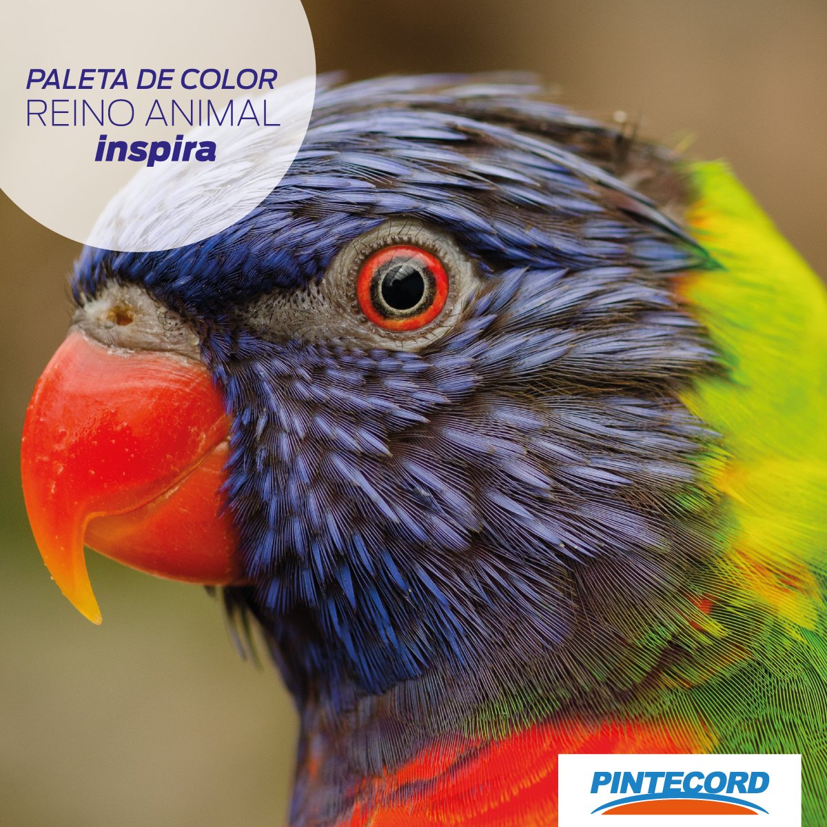 PintecordArg's tweet photo. Renová tu casa con la paleta de colores de Sherwin Williams disponible en nuestras 30 sucursales. #SentíElColor vení a @PintecordArg https://t.co/NiTBFDe411
