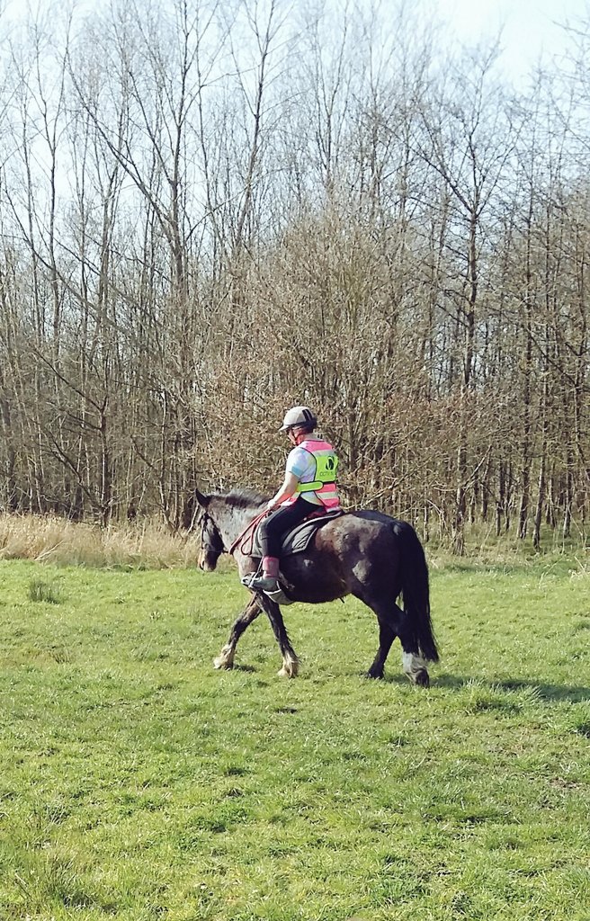 Barefrills's tweet photo. I am completely in love with this ponie, he is growing into being a complete dream 😍 #RentABugg @Penniewitch https://t.co/i9JzDUoP2c