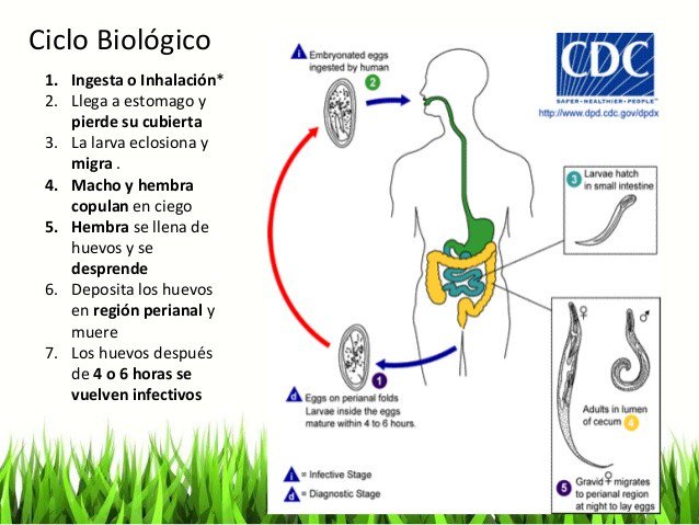 enterobius vermicularis ciclo biologico cdc
