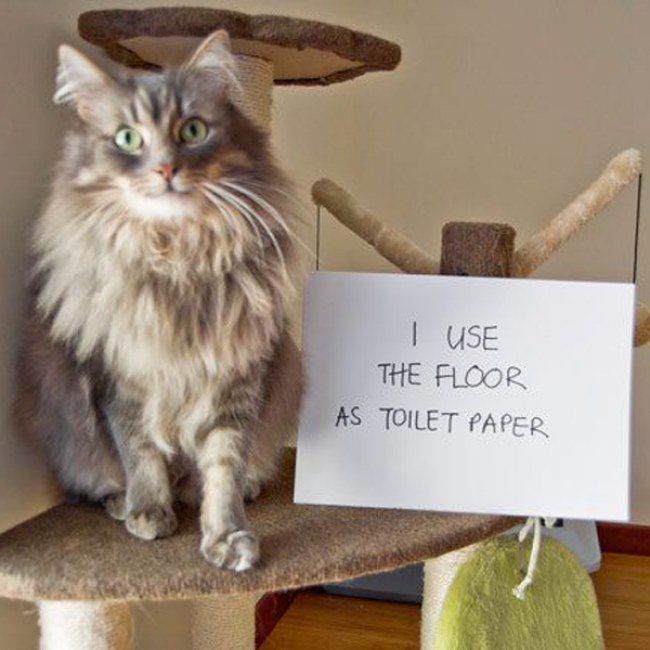 We all love our furry friends, but sometimes this happens. Let SERVPRO save your flooring when accidents happen!