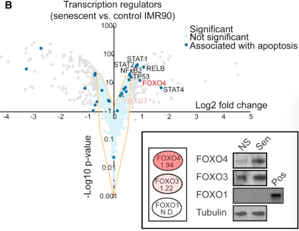mmw_lmw's tweet photo. #Aging | Restoring #TissueFitness by Killing #AgingCells: FOXO4-p53 Interference | deKeizer ErasmusMC @CellCellPress https://t.co/KxwzAXrwtf https://t.co/yEsj5iPVqs