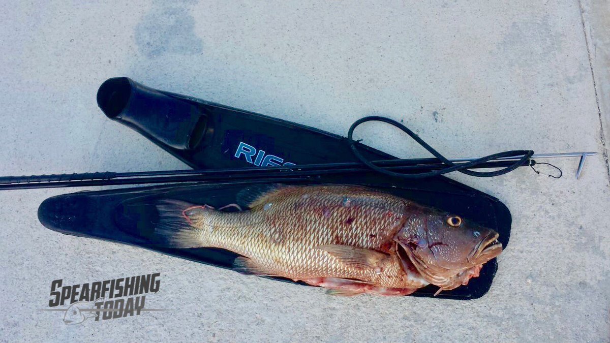 SpearfishingTdy's tweet photo. We teach you how to spear fish in a safe and adventurous way. #Cancun #Cozumel #PlayadelCarmen #Tulum #Spearfishing https://t.co/rQE2wz6pej https://t.co/9FHZJIbyoT