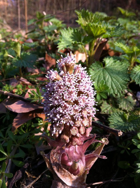 hsauquet_bgsyd's tweet photo. #discoverplants of the day: Petasites hybridus (#Asteraceae), @u_psud campus, Orsay, France #Asterales #SpringInOrsay #UPSudNativeFlora https://t.co/oww81pkv0P